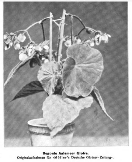 B. ‘Gloire de Aalsmeer’